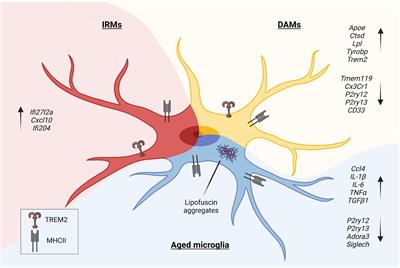 Microglia in Neuroinflammation and Neurodegeneration: From Understanding to Therapy